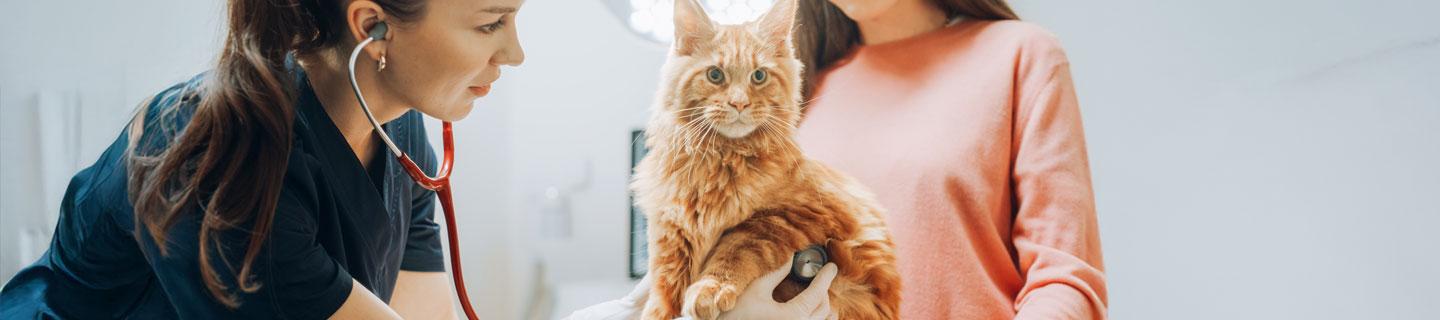 Diabete gatto top image