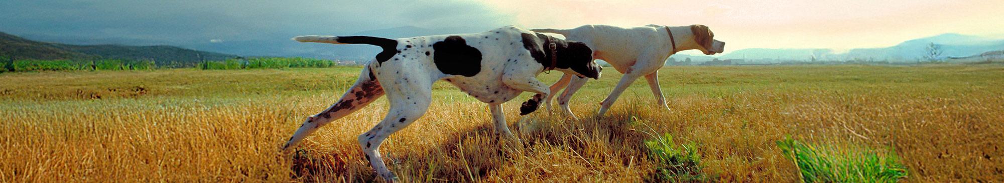top image dove si trovano cane