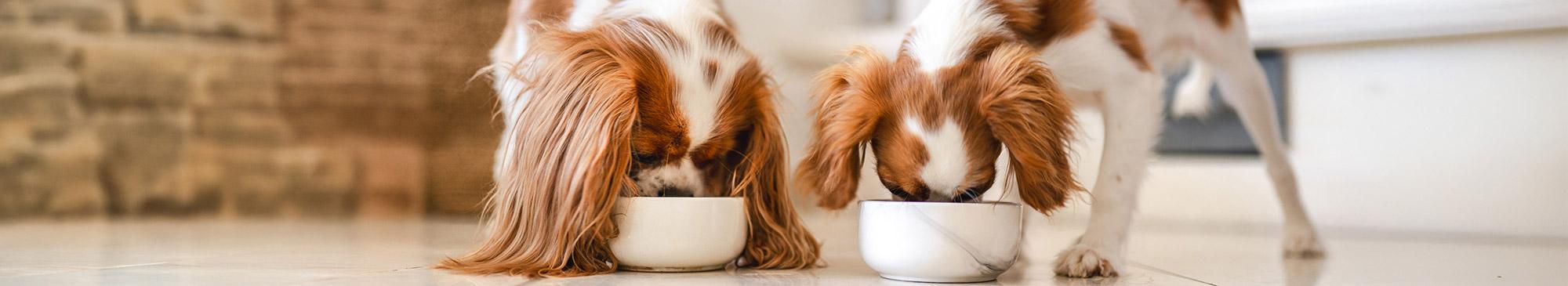 top image cuccioli alimentazione