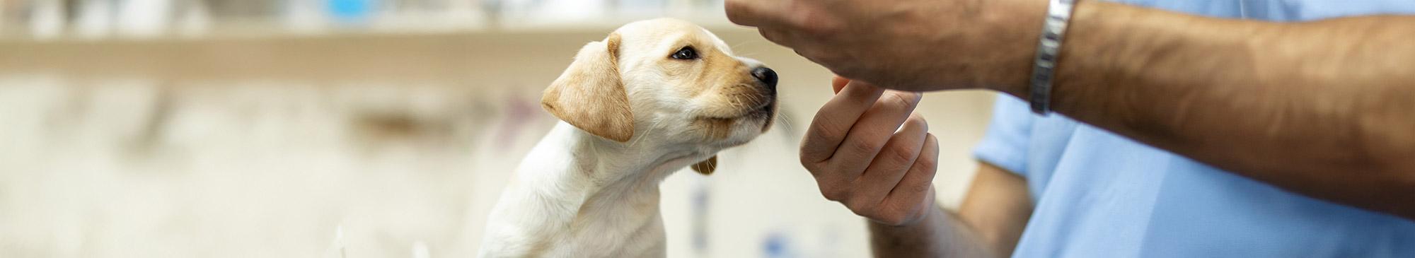 top image cuccioli vaccinazione