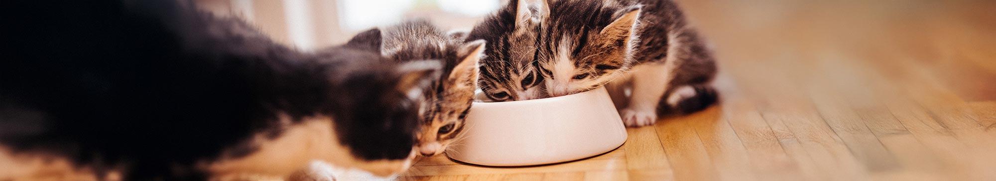 top image gattini alimentazione b