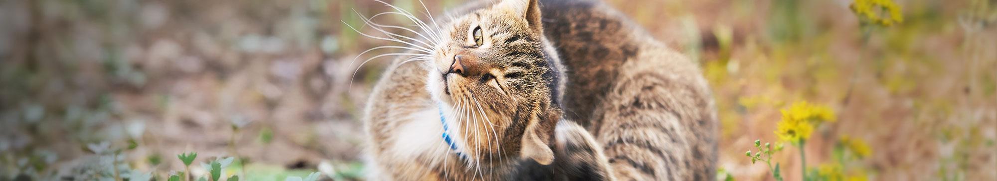 top image gatto acari