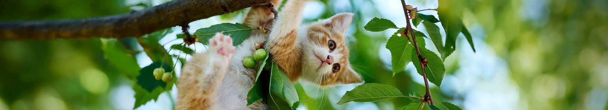 top image gatto dove si trovano