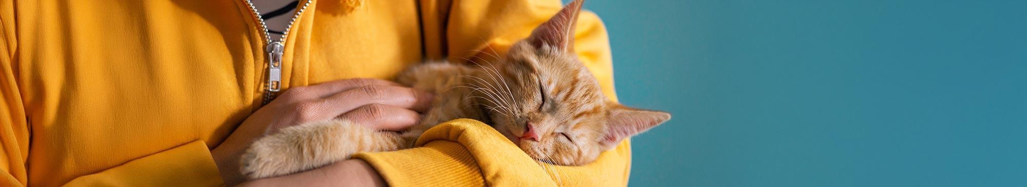 top image pulci gatto b