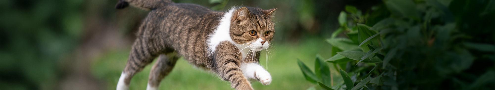 top image gatto vermi vescica