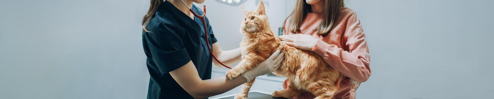 hero_vet