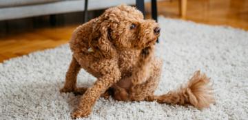 Cane-pulci