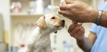 Cuccioli Vaccinazione