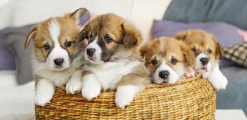 Cuccioli