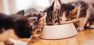 GATTINI_Alimentazione