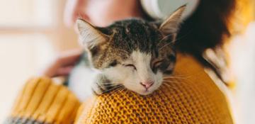 Gattini Attenzione