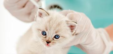 GATTINI_Vaccinazione