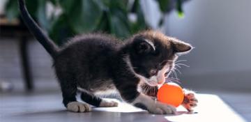 Gattini