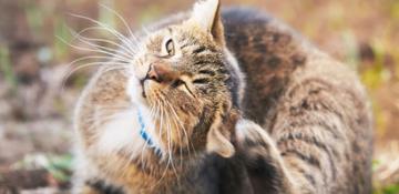 Gatto Acari