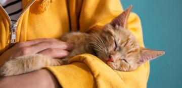 Gatto Pulci