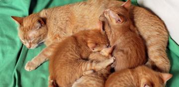 Gatto Vermi Polmonari