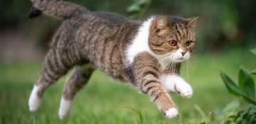 Gatto Vermi Vescica