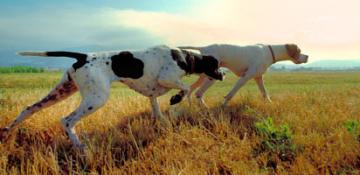 top slide dove si trovano cane mobile