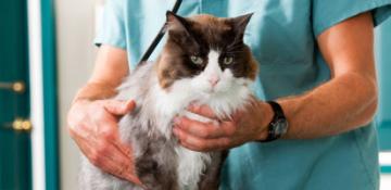 top image diabete gatto cause mobile