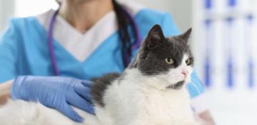 top image diabete gatto sintomi mobile