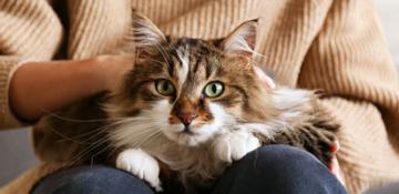 top image diabete gatto terapie mobile