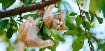 Dove si trovano gatto top slide
