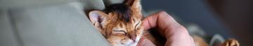 image gattini comportamento 02