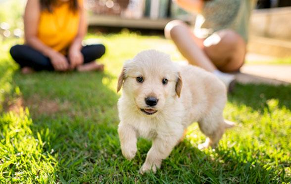 Cucciolo nell'erba cuccioli e gattini slide