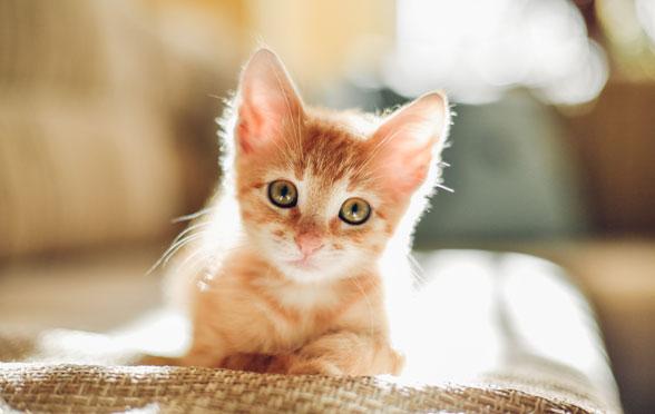 Gattino in vasa cuccioli e gattini slide