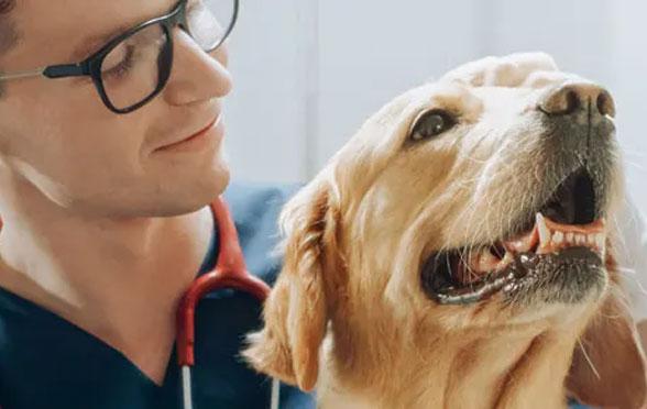 Veterinario che visita cane con diabete