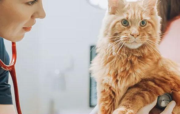 Veterinario che visita un gatto con diabete