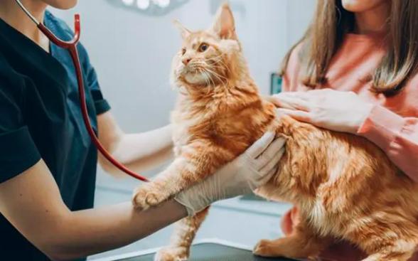 Gatto anziano dal Veterinario