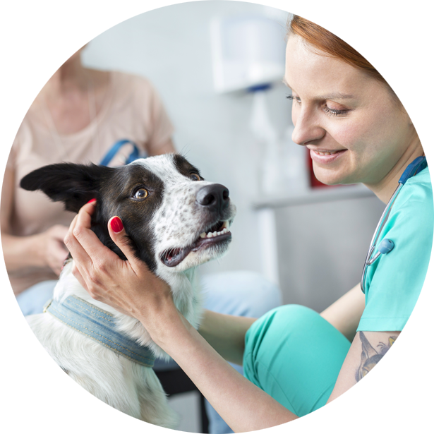 Epilessia cane dal veterinario