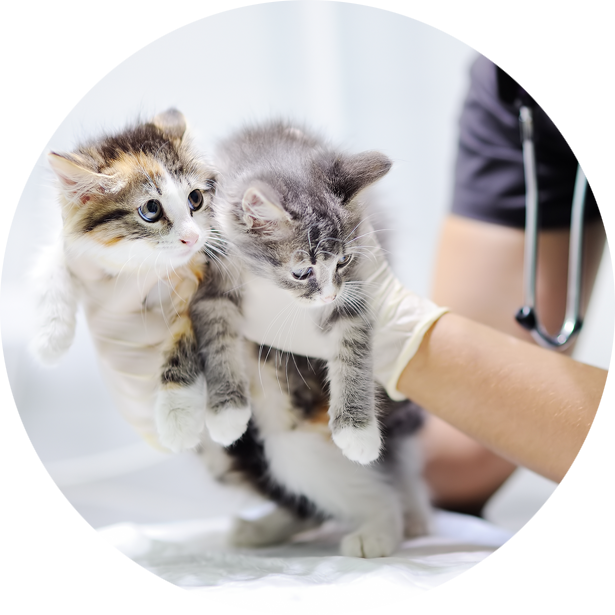 Comportamento gatto dal vetrinario