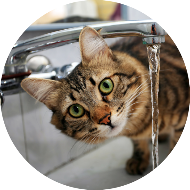 malattie del gatto