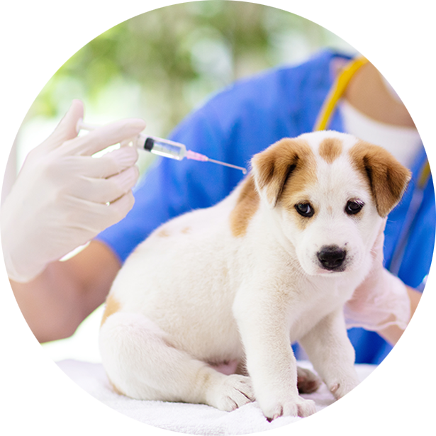 Cuccioli Vaccinazione