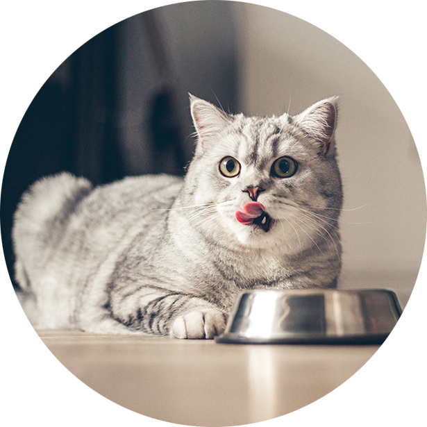 GATTINI_Alimentazione