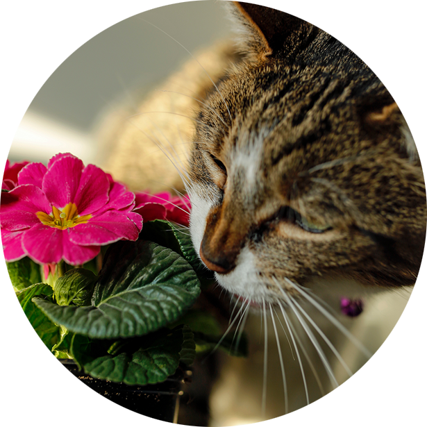 Gattini Attenzione