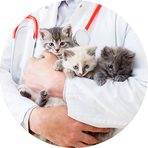 Gattini Vaccinazione