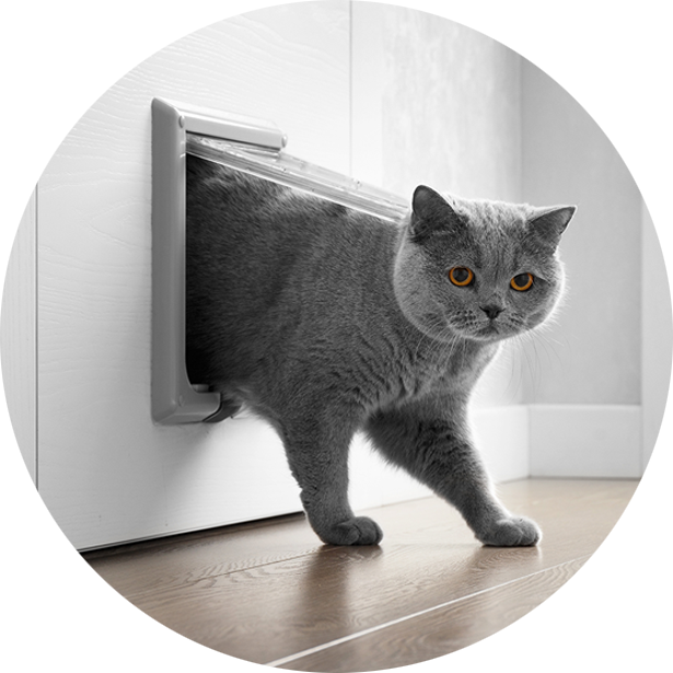 Gattini