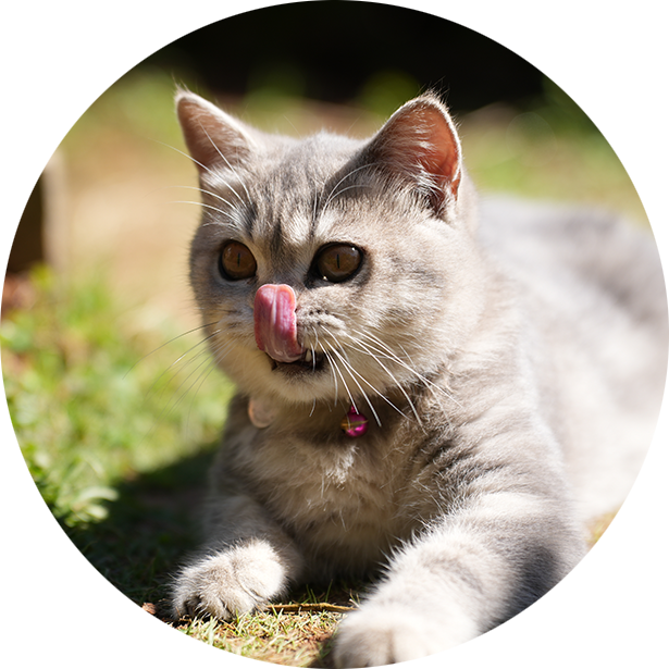 Gatto Vermi Intestinali