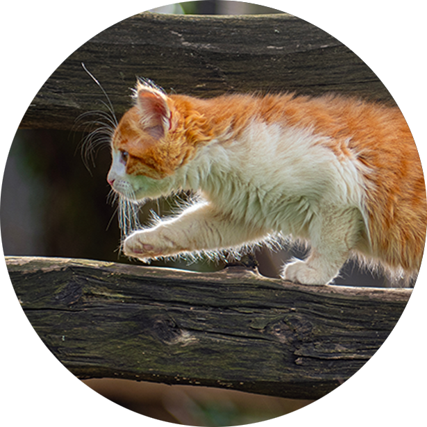 Gatto Vermi Vescica