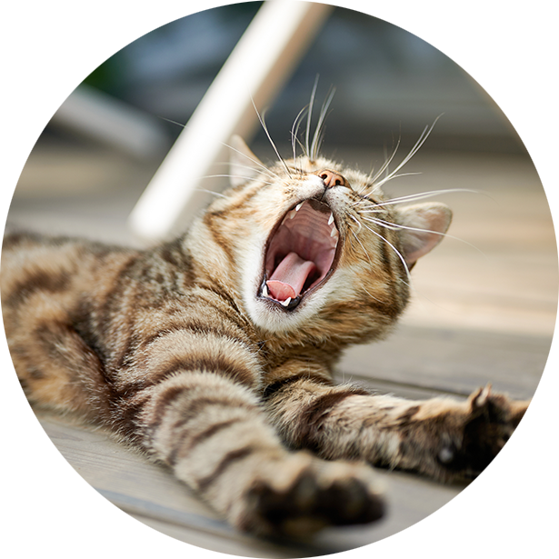 Gatto Acari