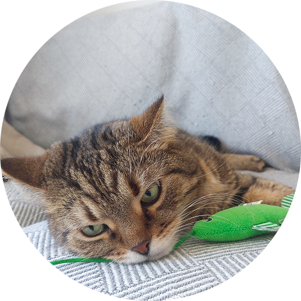 Gatto Filaria