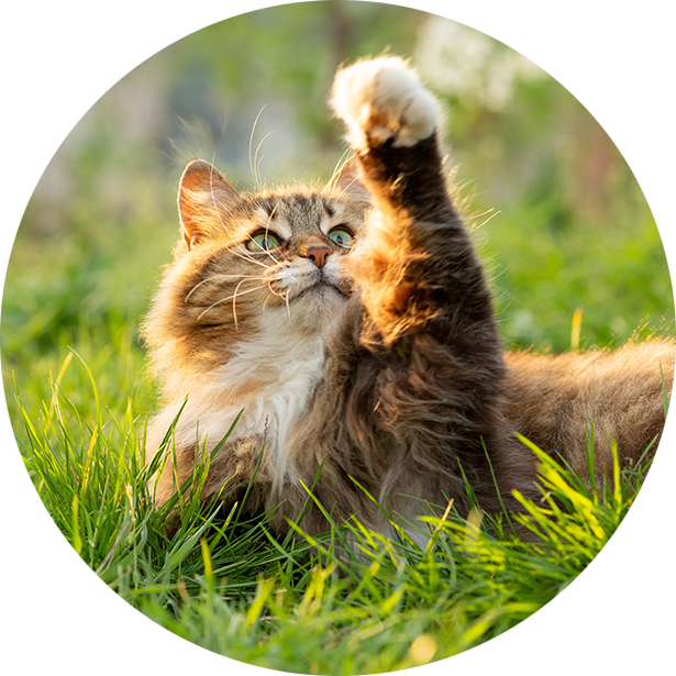 Gatto zecche