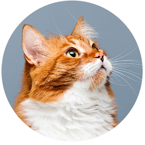 Diabete gatto