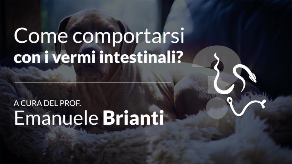 Come comportarsi con i vermi intestinali video