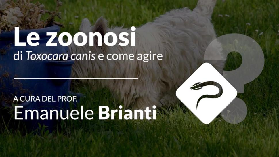 le zoonosi di toxocara canis e come agire video