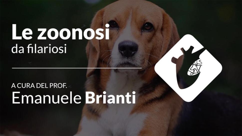 le zoonosi da filariosi video
