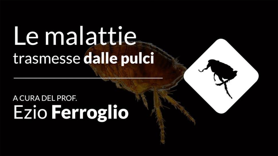 malattie trasmesse dalle pulci video